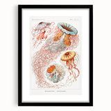 Intricate Jellyfish Modern Wall Art - Abstract Marine Art by Ernst Haeckel