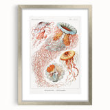 Intricate Jellyfish Modern Wall Art - Abstract Marine Art by Ernst Haeckel