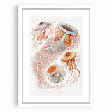 Intricate Jellyfish Modern Wall Art - Abstract Marine Art by Ernst Haeckel