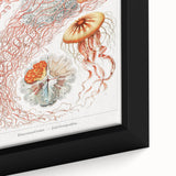 Intricate Jellyfish Modern Wall Art - Abstract Marine Art by Ernst Haeckel