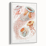 Intricate Jellyfish Modern Wall Art - Abstract Marine Art by Ernst Haeckel