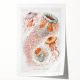 Intricate Jellyfish Modern Wall Art - Abstract Marine Art by Ernst Haeckel