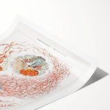 Intricate Jellyfish Modern Wall Art - Abstract Marine Art by Ernst Haeckel