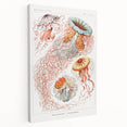 Intricate Jellyfish Modern Wall Art - Abstract Marine Art by Ernst Haeckel