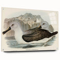 Culminated Albatross by Elizabeth Gould - Romantic Art Print