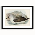 Culminated Albatross by Elizabeth Gould - Romantic Art Print