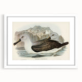Culminated Albatross by Elizabeth Gould - Romantic Art Print