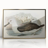 Culminated Albatross by Elizabeth Gould - Romantic Art Print