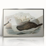 Culminated Albatross by Elizabeth Gould - Romantic Art Print