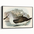 Culminated Albatross by Elizabeth Gould - Romantic Art Print