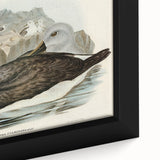 Culminated Albatross by Elizabeth Gould - Romantic Art Print