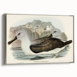Culminated Albatross by Elizabeth Gould - Romantic Art Print
