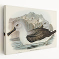 Culminated Albatross by Elizabeth Gould - Romantic Art Print