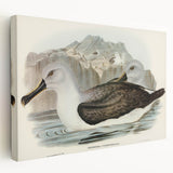 Culminated Albatross by Elizabeth Gould - Romantic Art Print