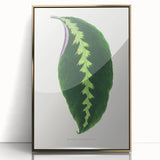 Green Maranta Warscewiczii Leaf - Romantic Era Botanical Print