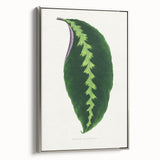 Green Maranta Warscewiczii Leaf - Romantic Era Botanical Print