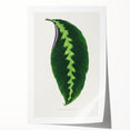 Green Maranta Warscewiczii Leaf - Romantic Era Botanical Print