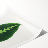 Green Maranta Warscewiczii Leaf - Romantic Era Botanical Print