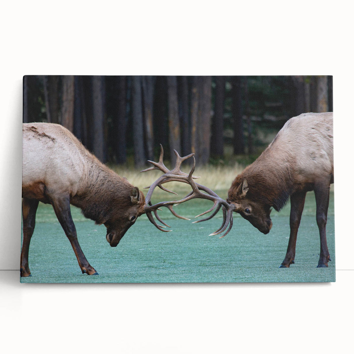 Large black and white stretched canvas of Alberta, Canada scenery, ideal for kitchen wall art or bedroom ambiance.