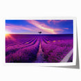 Rolled print of Provence landscape with lavender fields under a blue sky, ideal for art wall dining room.