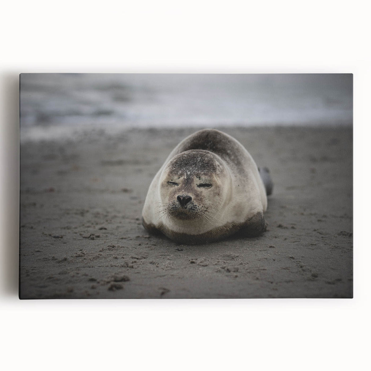 Black and white stretched canvas featuring a panoramic Galapagos scenery, ideal for kitchen wall art.