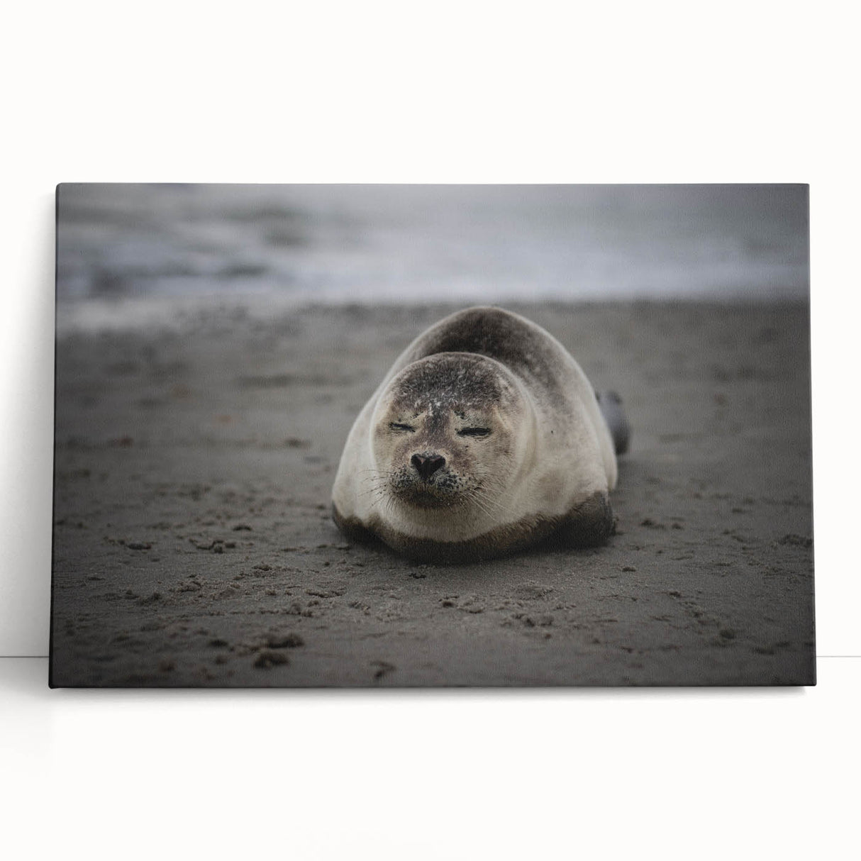 Black and white stretched canvas featuring a large, scenic view of the Galapagos.