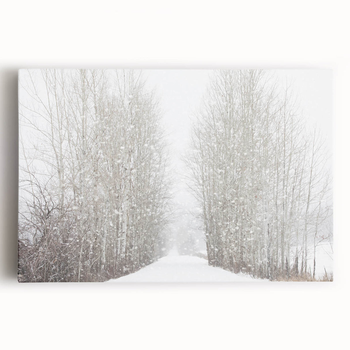 Black and white image of Aspen trees on large stretched canvas, suitable for kitchen wall art.