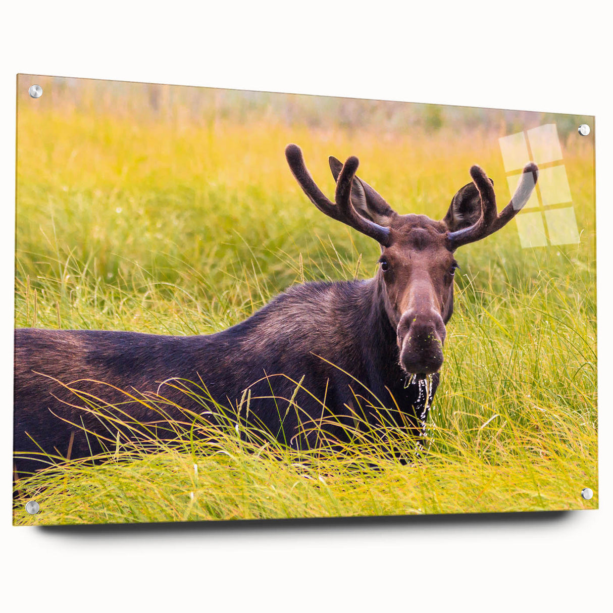 Acrylic print of Grand Tetons scenery with vibrant green and mountain hues, ideal for dining room art.