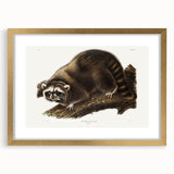 Raccoon by Audubon - Romanticism Wildlife Art Print on Canvas