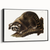 Raccoon by Audubon - Romanticism Wildlife Art Print on Canvas