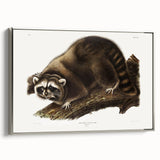 Raccoon by Audubon - Romanticism Wildlife Art Print on Canvas