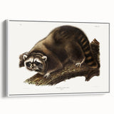 Raccoon by Audubon - Romanticism Wildlife Art Print on Canvas