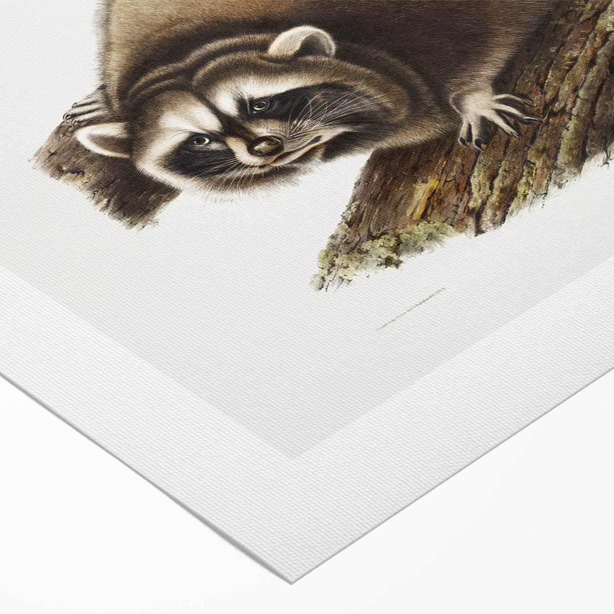 Raccoon by Audubon - Romanticism Wildlife Art Print on Canvas