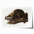 Raccoon by Audubon - Romanticism Wildlife Art Print on Canvas