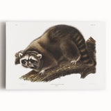 Raccoon by Audubon - Romanticism Wildlife Art Print on Canvas