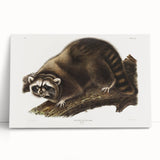 Raccoon by Audubon - Romanticism Wildlife Art Print on Canvas