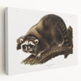 Raccoon by Audubon - Romanticism Wildlife Art Print on Canvas