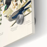 Realism Art Prints - Birds of America by John James Audubon Vintage Art