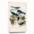 Realism Art Prints - Birds of America by John James Audubon Vintage Art