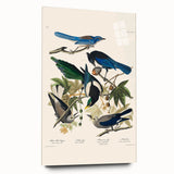 Realism Art Prints - Birds of America by John James Audubon Vintage Art