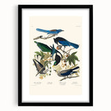 Realism Art Prints - Birds of America by John James Audubon Vintage Art