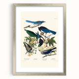 Realism Art Prints - Birds of America by John James Audubon Vintage Art
