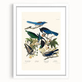 Realism Art Prints - Birds of America by John James Audubon Vintage Art