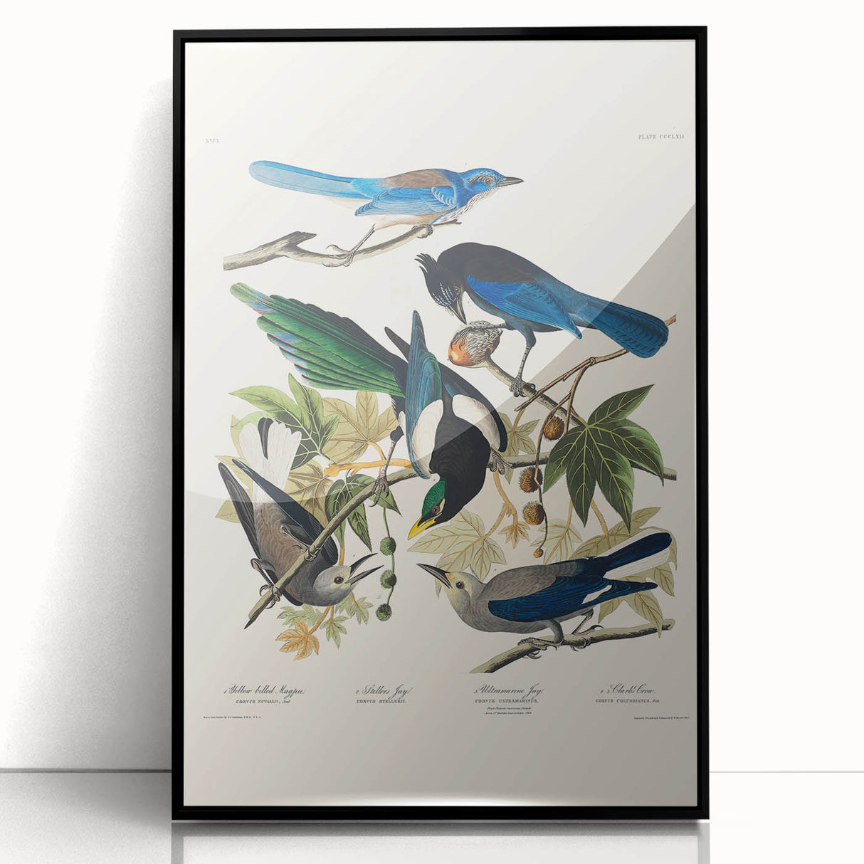 Realism Art Prints - Birds of America by John James Audubon Vintage Art