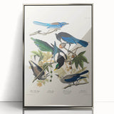 Realism Art Prints - Birds of America by John James Audubon Vintage Art