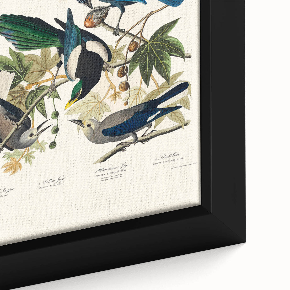 Realism Art Prints - Birds of America by John James Audubon Vintage Art