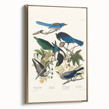Realism Art Prints - Birds of America by John James Audubon Vintage Art