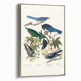 Realism Art Prints - Birds of America by John James Audubon Vintage Art