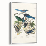 Realism Art Prints - Birds of America by John James Audubon Vintage Art