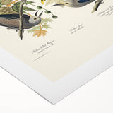 Realism Art Prints - Birds of America by John James Audubon Vintage Art